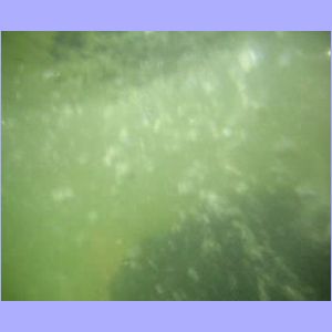mvi_2198_dennis.mpeg